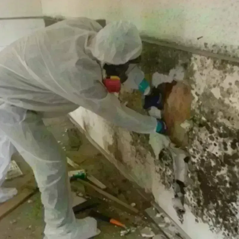 Mold Remediation and Removal in Foster County, ND